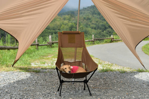 istock A dog relaxing on a camp chair at a campsite. 2197942063