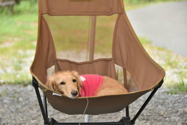 istock A dog relaxing on a camp chair at a campsite. 2197942067