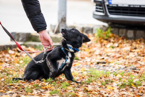 istock Rescued dog on the leash during a regular walk 2197943331