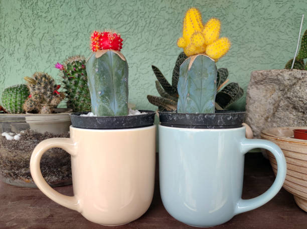 istock Moon Cactus in decorative mugs, Gymnocalycium mihanovichii 2197943747