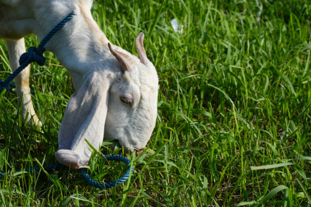 Domestic milk goat with long horns grazing on green farm pasture