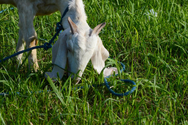 A tied white goat is eating grass in the field