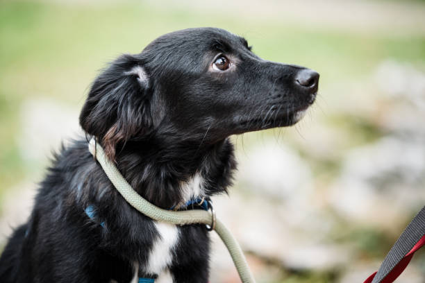 istock Rescued dog on the leash during a regular walk 2197943856