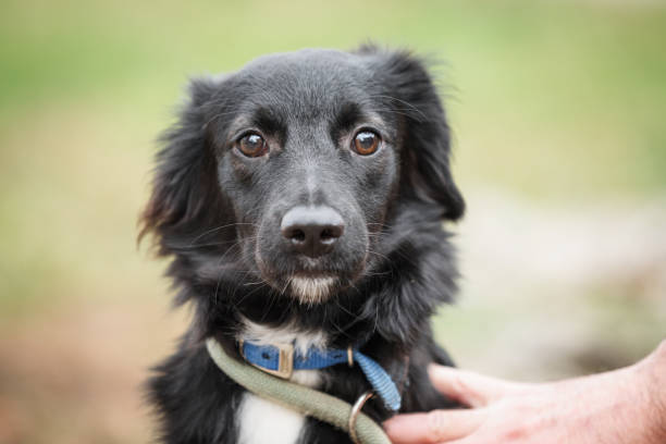 Rescued dog on the leash during a regular walk