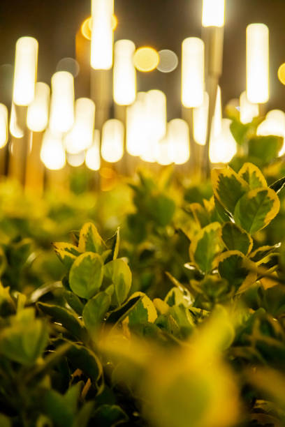 istock Illuminated Garden with Glowing Lights at Night 2197944414