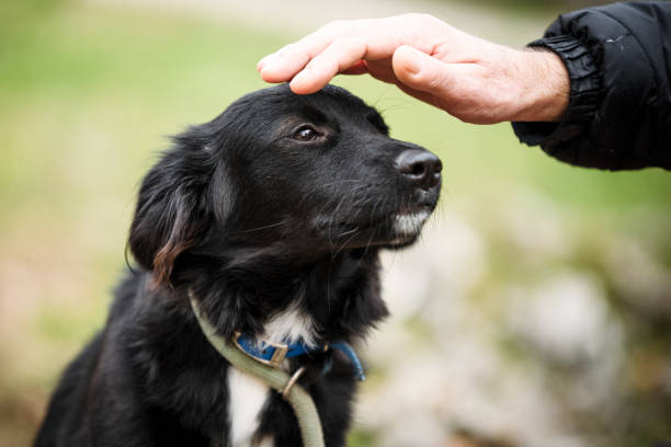 istock Rescued dog on the leash during a regular walk 2197944419
