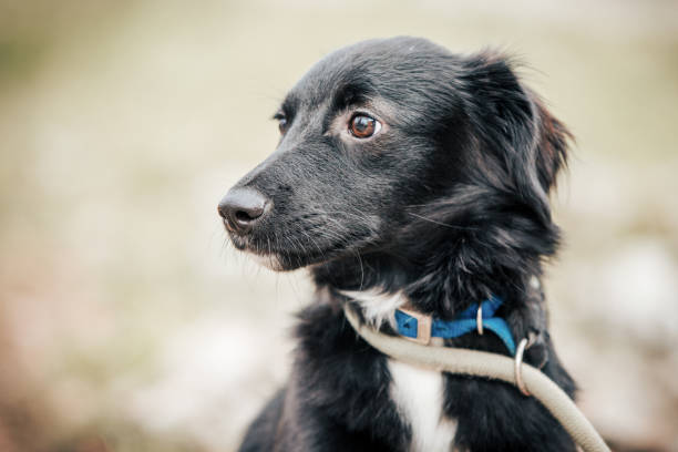 istock Rescued dog on the leash during a regular walk 2197944955