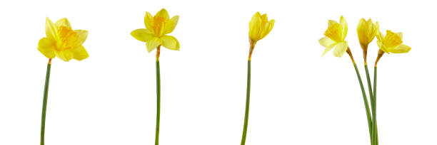 istock set of spring daffodil flowers isolated on white 2197946502