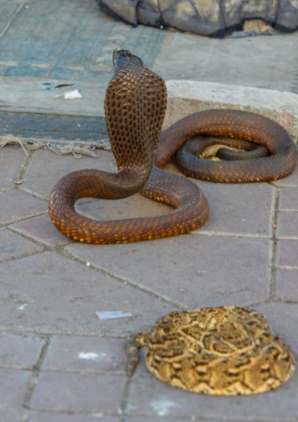 istock Cobra snake on the Jemma El Fna square 2197946594