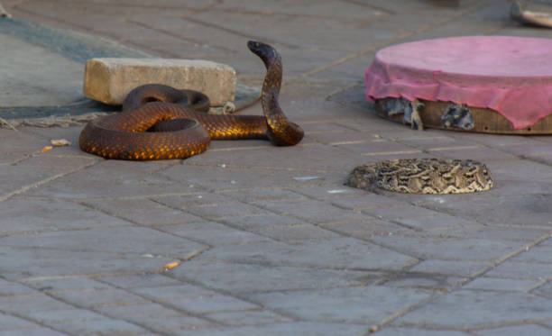 istock Cobra snake on the Jemma El Fna square 2197946597