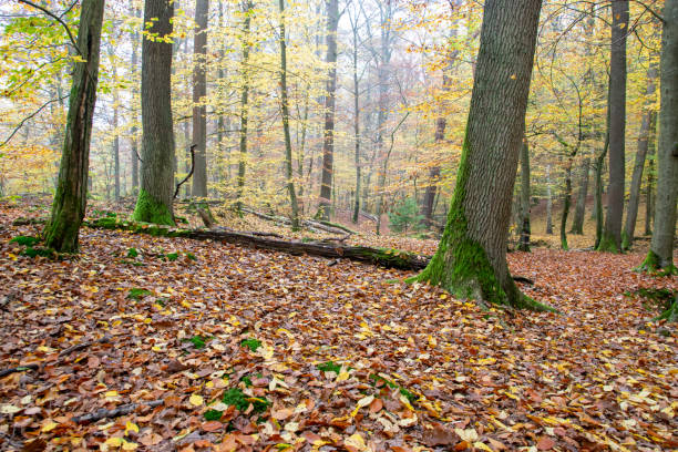 Yellow and orange leaves, trees, roots on the earth near the tree in autumn forest. Nature colorful background.