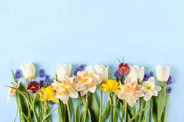 Spring flowers on a blue background Spring flowers on a blue background