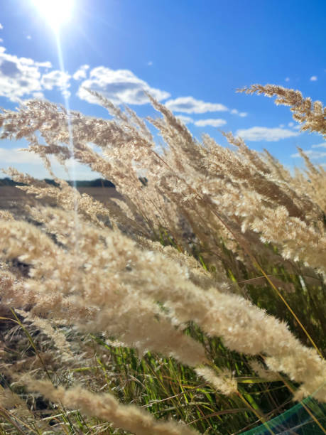 istock Many stems with dry feather grass flowers swaying wind field sunny summer day 2197956136