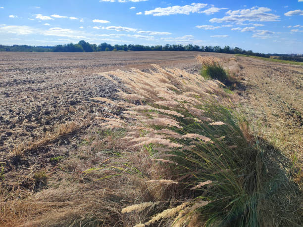 istock Many stems with dry feather grass flowers swaying wind field sunny summer day 2197956137