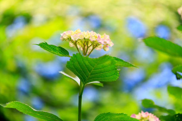Hydrangea blossom in the garden