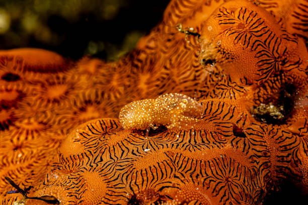 The Spotted Ascidian Shrimp Periclimenaeus sp. occurs in the Indo-Pacific region, including Indonesia. Shrimps of the genus Periclimenaeus are known for their symbiotic relationships with various marine invertebrates, particularly ascidians and sponges. Periclimenaeus shrimps typically inhabit the internal cavities of their ascidian hosts, where they find both shelter and food. Unlike some solitary ascidians that have large siphons or internal spaces where shrimps can hide, Botryllus is a colonial ascidian, forming encrusting mats with small inhalant and exhalant openings. This means the shrimp lives on the surface of the colony not inside it. By mimicking the color and texture of the host, the shrimp uses the colony's structure as camouflage against predators.\nColonial ascidians, or sea squirts, are sessile marine invertebrates forming colonies of interconnected zooids that share a common tunic. They filter feed using specialized siphons and reproduce both sexually and asexually, often via budding. Among them, Botryllus species form striking colonies with awesome zooid arrangements. While ecologically important as filter feeders and habitat providers, some colonial ascidians, including Botryllus, can become invasive, impacting ecosystems and fouling marine structures. \nLembeh Strait, North Sulawesi, Indonesia \n1°28'47.814 N 125°15'1.26 E at 20m depth