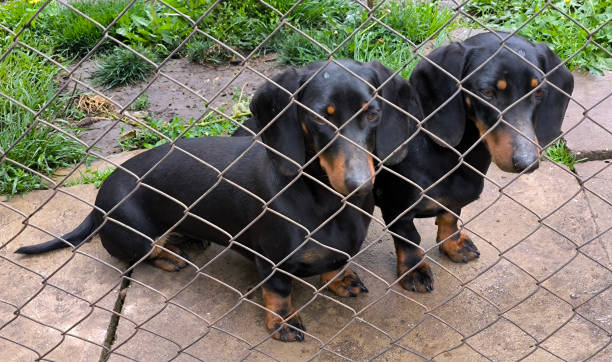 istock portrait of cute black dachshunds 2197959564
