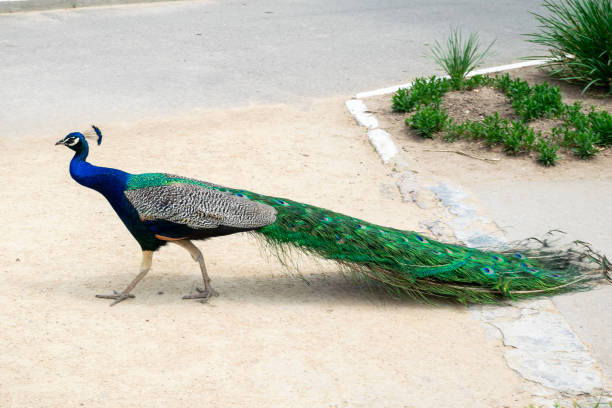 istock A peacock is crossing the road 2197966456