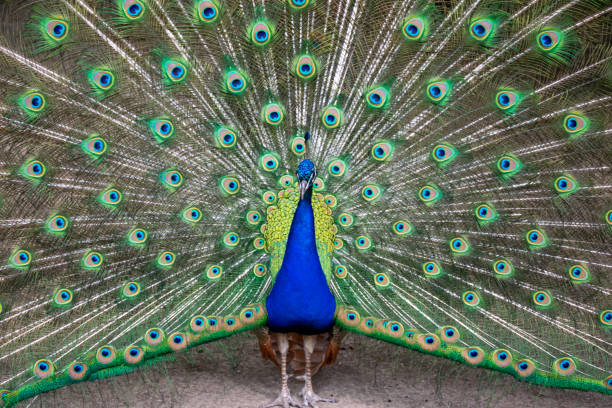 Peacock feathers.June 2018