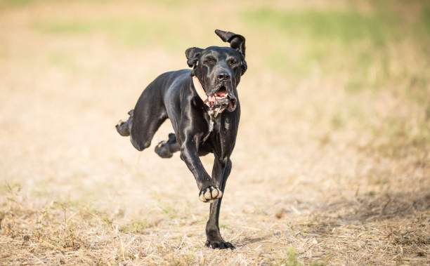 istock Happy dog playing outdoor 2197967833