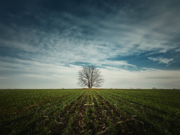 Barren lone tree in the spring field with growing wheat sprouts. Idyllic rural landscape, seasonal scene