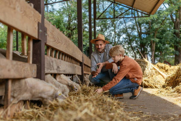 istock Father and Son Feeding Sheep on Farm 2197970075