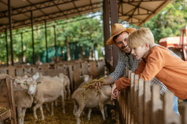 istock Father and Son Feeding Sheep Together on Farm 2197970080