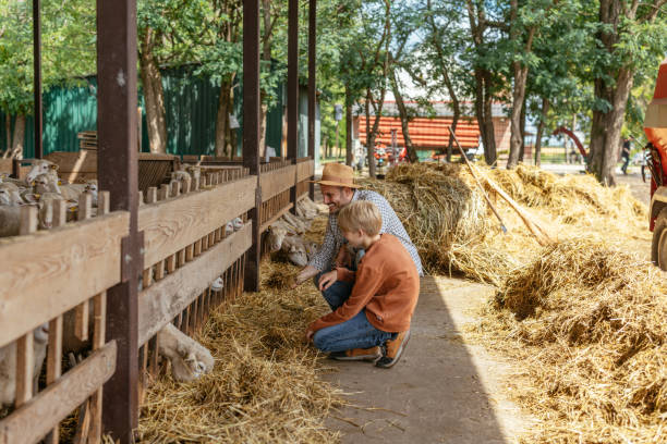 istock Father and Son Feeding Sheep on Farm 2197970089
