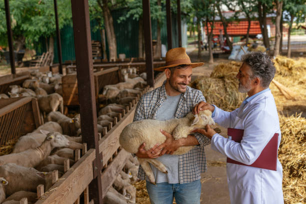 istock Veterinarian Examining Sheep on a Farm 2197970108