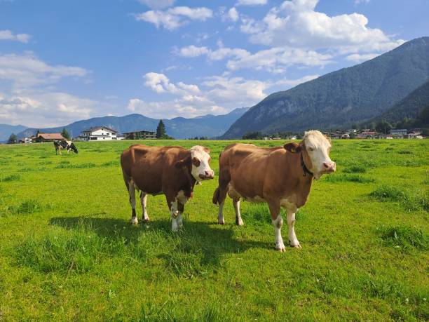 istock Mountains of Austria 2197970924