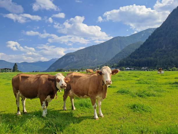 istock Mountains of Austria 2197970946