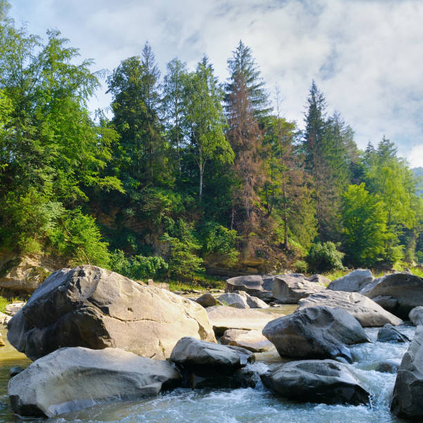 A stormy mountain river, huge boulders and a coniferous forest on a high slope.