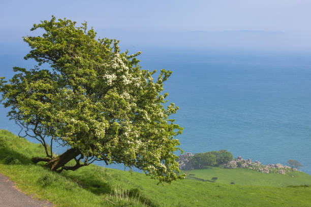 bended tree along the Northern Ireland coast; Torr Head, Northern Ireland