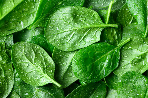 istock Fresh green spinach leaves with water drops close up 2197974435