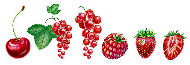 istock Set of red summer berries on isolated background cherry, raspberry, strawberry and red currant. Watercolor illustrations of ripe summer fruits hand drawn. For packaging and design. 2197975252