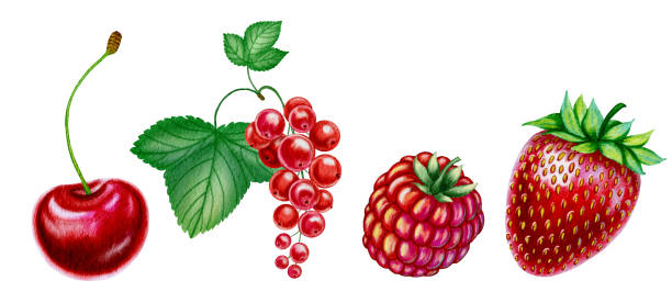 istock Set of red summer berries on isolated background cherry, raspberry, strawberry and red currant. Watercolor illustrations of ripe summer fruits hand drawn. For packaging and design. 2197975267