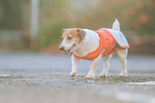 istock adorable jack russell terrier wearing a festive hat being dressed up on the grass 2197975709