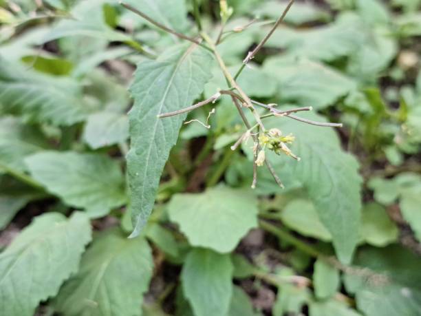 istock Rorippa indica, Indian marsh cress, variable leaf yellow cress, wild mustard, Indian field cress, plant,  flower 2197977548
