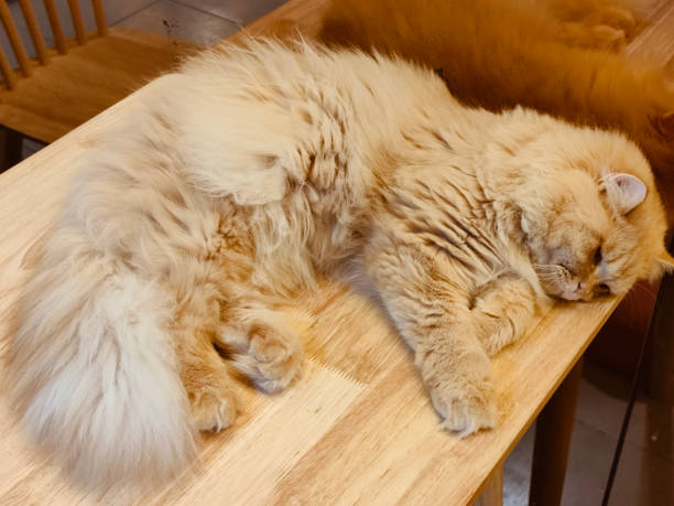 istock A fluffy, long-haired cat sleeping on the table of an American-style cafe 2197978434