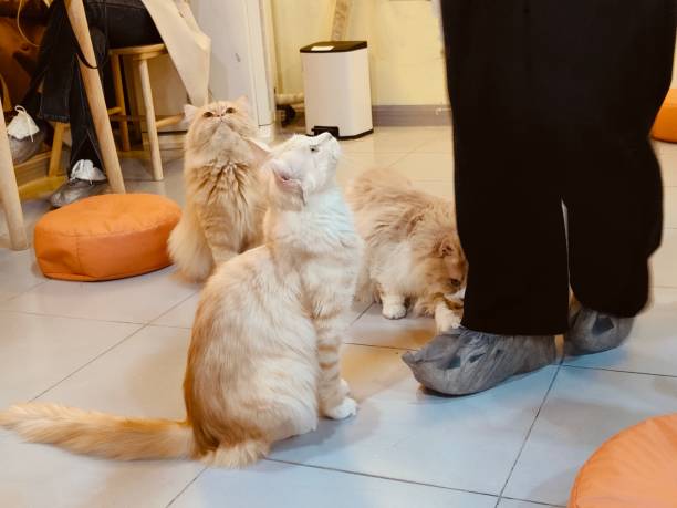 istock Three cats, two long-haired white and one brown, sit on the floor of an open-plan cafe 2197980620