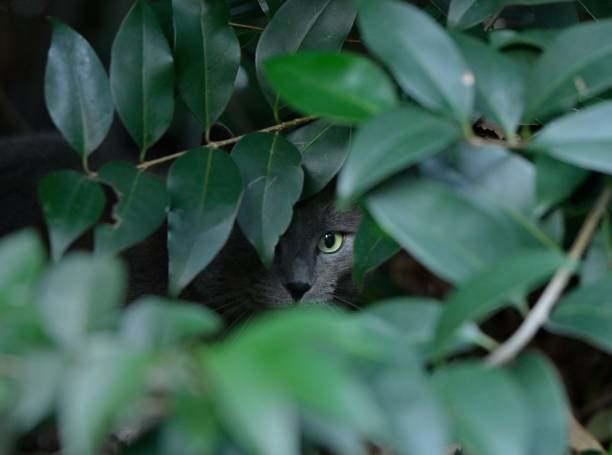 istock Stealthy Gray Cat Peeking Through Leaves 2197981156