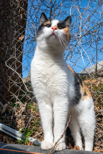 istock Cat portrait on autumn color background 2197982860