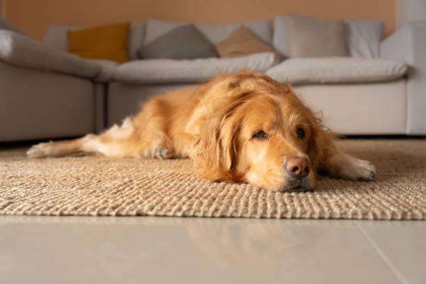 istock Golden Retriever Resting on a Cozy Carpet 2197983252