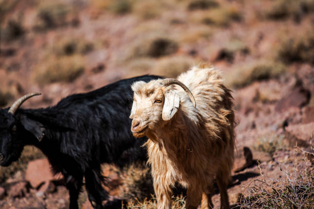 istock 2024 03 15 Jebel Saghro Atlas goats 158 2197983429