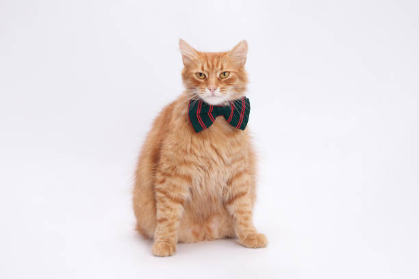 istock Cute red cat sits upright against a white background. Cat has a darck and red plaid bow tie around its neck. Its gaze is steady and forward. Gentleman cat. Valentine's Day. Festive greeting card. 2197983614