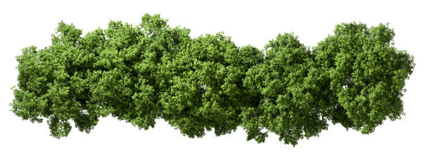 Isolated From Above Woods Trees Group Growth On White 3D Rendering
