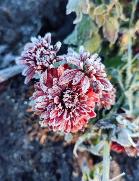 istock Small red blooming chrysanthemum flowers covered white frost close-up. 2197987100