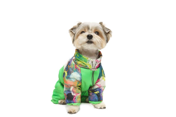 istock Puppy Maltese lapdog isolated on white background. 2197987241