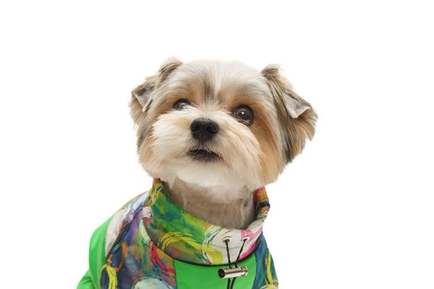 istock Puppy Maltese lapdog isolated on white background. 2197987243
