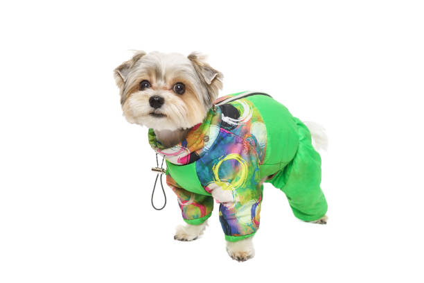 istock Puppy Maltese lapdog isolated on white background. 2197987252